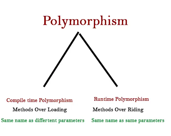 Polymorphism in java - Tutusfunny